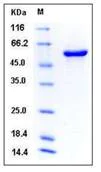 SDS-PAGE - Recombinant Mouse P4HB protein (AB276888)