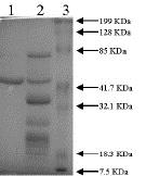 SDS-PAGE - Recombinant mouse PAI1 protein (AB93068), expandable thumbnail