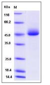 SDS-PAGE - Recombinant Mouse PAP protein (His tag) (AB276964), expandable thumbnail