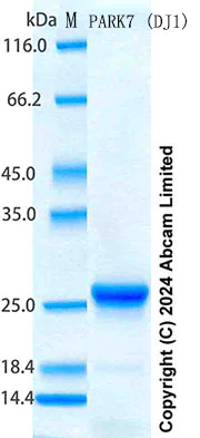 SDS-PAGE - Recombinant Mouse PARK7 (DJ1) Protein Standard (His tag) (AB316684)