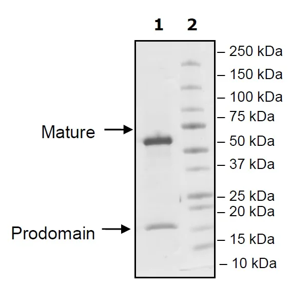 SDS-PAGE - Recombinant Mouse PCSK9 protein (His tag C-Terminus + Avi tag C-Terminus) (AB271654)