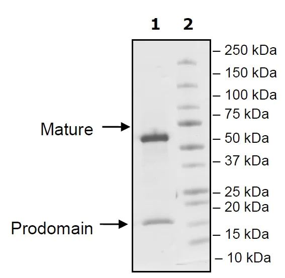 SDS-PAGE - Recombinant Mouse PCSK9 protein (Tagged) (AB271654)