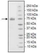 SDS-PAGE - Recombinant Mouse PD-L1 protein (Biotin) (Fc tag C-Terminus + Avi tag C-Terminus) (AB216261)