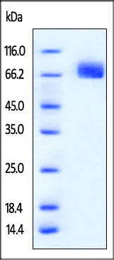 SDS-PAGE - Recombinant mouse PD-L1 protein (Fc Chimera Active) (AB221310)