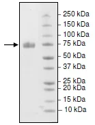 SDS-PAGE - Recombinant Mouse PD-L1 protein (Fc Chimera) (Biotin) (AB216261)