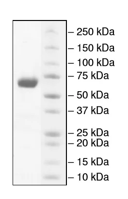 SDS-PAGE - Recombinant mouse PD-L1 protein (Fc tag C-Terminus) (AB216192)