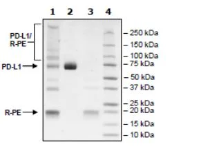SDS-PAGE - Recombinant Mouse PD-L1 protein (Fc tag C-Terminus) (AB271627)