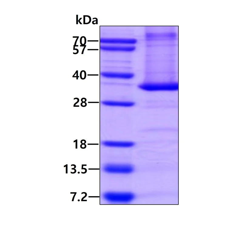 SDS-PAGE - Recombinant Mouse PD-L1 protein (His tag N-Terminus) (AB130039)