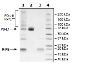 SDS-PAGE - Recombinant Mouse PD-L1 protein (Tagged) (AB271627)