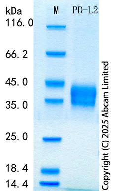 SDS-PAGE - Recombinant Mouse PD-L2 Protein Standard (His tag) (AB316603)