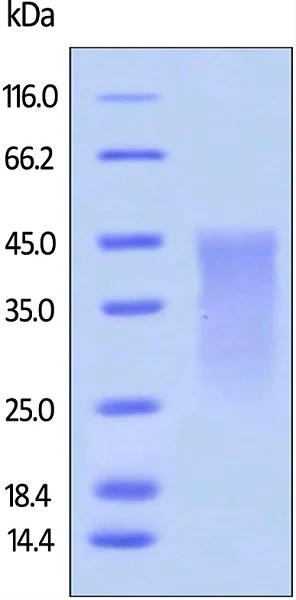 SDS-PAGE - Recombinant mouse PD1 protein (Active) (AB180051)