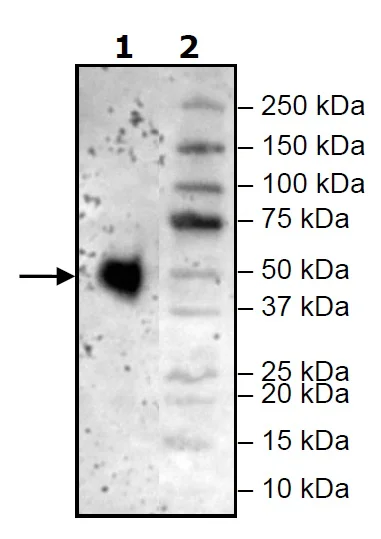 Western blot - Recombinant Mouse PD1 protein (Avi tag C-Terminus + His tag C-Terminus) (AB271663)