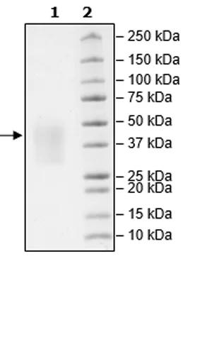 SDS-PAGE - Recombinant Mouse PD1 protein (Biotin) (Avi tag C-Terminus + 6x His tag C-Terminus) (AB271664)