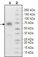 SDS-PAGE - Recombinant Mouse PD1 protein (Biotin) (Fc tag C-Terminus + Avi tag C-Terminus) (AB216222)