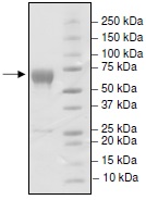 Recombinant mouse PD1 protein (Fc Chimera)