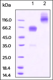 SDS-PAGE - Recombinant mouse PD1 protein (Fc Chimera) (AB221326)