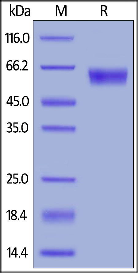 Recombinant mouse PD1 protein (Fc Chimera)
