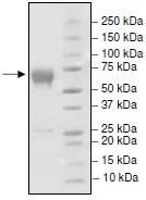 SDS-PAGE - Recombinant mouse PD1 protein (Fc tag C-Terminus) (AB216248)