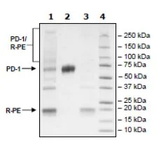 SDS-PAGE - Recombinant Mouse PD1 protein (PE) (Fc tag C-Terminus) (AB271626)