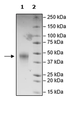 SDS-PAGE - Recombinant Mouse PD1 protein (Tagged) (AB271663)