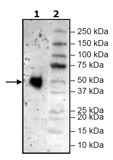 Western blot - Recombinant Mouse PD1 protein (Tagged) (AB271663)