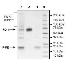 SDS-PAGE - Recombinant Mouse PD1 protein (Tagged) (PE) (AB271626)