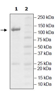 SDS-PAGE - Recombinant mouse PDE11A protein (Active) (AB271671), expandable thumbnail