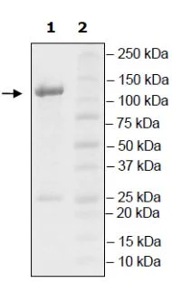 SDS-PAGE - Recombinant mouse PDE11A protein (Active) (GST tag N-Terminus) (AB271671)