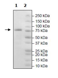 Recombinant mouse PDE1B protein (Active)