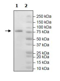 SDS-PAGE - Recombinant mouse PDE1B protein (Active) (GST tag N-Terminus) (AB271672)