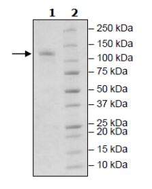 Recombinant mouse PDE2A protein (Active)