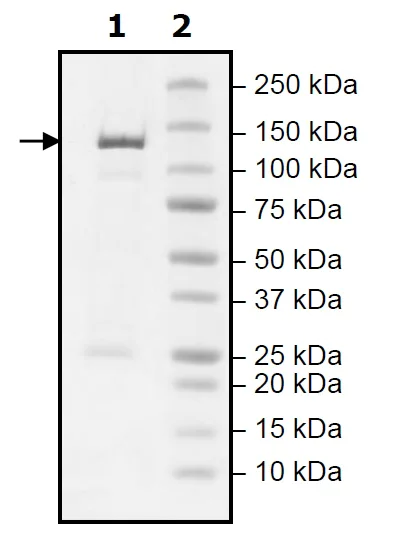 SDS-PAGE - Recombinant mouse PDE2A protein (Active) (AB271674)