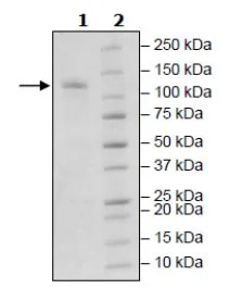 SDS-PAGE - Recombinant mouse PDE2A protein (Active) (GST tag N-Terminus) (AB271673)
