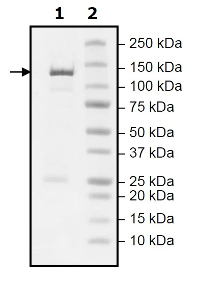 SDS-PAGE - Recombinant mouse PDE2A protein (Active) (GST tag N-Terminus) (AB271674)