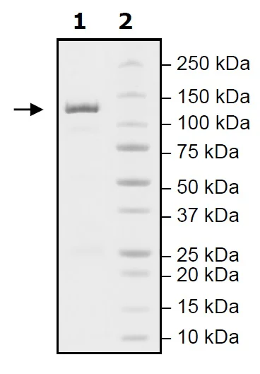 SDS-PAGE - Recombinant mouse PDE2A protein (Active) (GST tag N-Terminus) (AB271675)