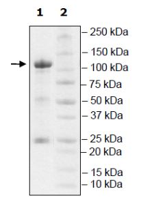 SDS-PAGE - Recombinant mouse PDE3A protein (Active) (AB271678)