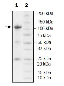 SDS-PAGE - Recombinant mouse PDE3A protein (Active) (GST tag N-Terminus) (AB271678)