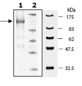 SDS-PAGE - Recombinant mouse PDE5A/PDE5 protein (AB80330)