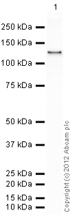 Western blot - Recombinant mouse PDE5A/PDE5 protein (AB80330), expandable thumbnail