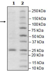 SDS-PAGE - Recombinant mouse PDE6C protein (Active) (GST tag N-Terminus) (AB271683)