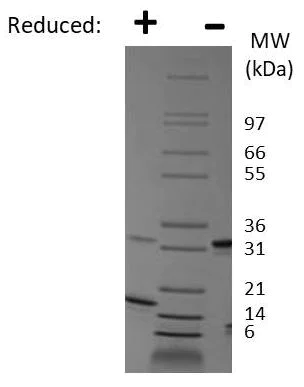 SDS-PAGE - Recombinant mouse PDGF AA protein (AB78590)