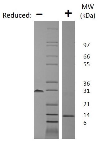 SDS-PAGE - Recombinant mouse PDGF B protein (AB78593), expandable thumbnail