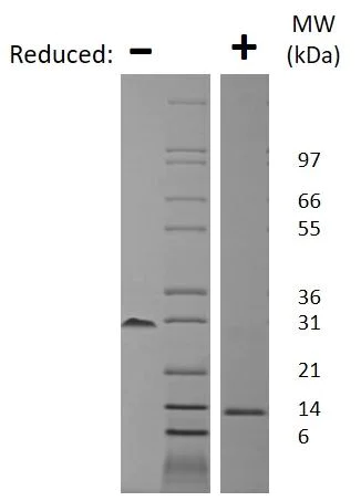 SDS-PAGE - Recombinant mouse PDGF B protein (AB78593)