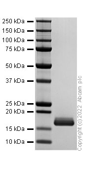 SDS-PAGE - Recombinant Mouse PDGF B Protein (Active) (AB307483), expandable thumbnail