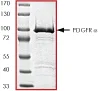 SDS-PAGE - Recombinant mouse PDGFR alpha protein (GST tag N-Terminus) (AB60755)