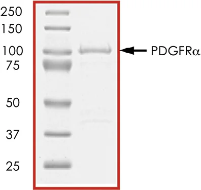 SDS-PAGE - Recombinant mouse PDGFR alpha protein (GST tag N-Terminus) (AB60755)