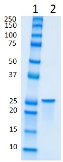 SDS-PAGE - Recombinant Mouse Peroxiredoxin 6 protein (AB195174)