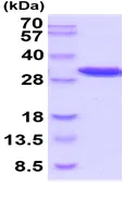 SDS-PAGE - Recombinant mouse PGAM1 protein (His tag) (AB222452)
