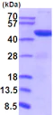 SDS-PAGE - Recombinant Mouse PGK1 protein (His tag N-Terminus) (AB201713)