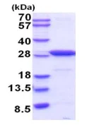 SDS-PAGE - Recombinant Mouse PGP9.5 protein (His tag N-Terminus) (AB202233)